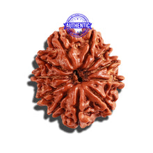 Load image into Gallery viewer, 11 Mukhi Nepalese Rudraksha - Bead No. 215
