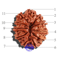 Load image into Gallery viewer, 11 Mukhi Nepalese Rudraksha - Bead No. 215