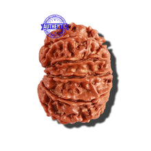 Load image into Gallery viewer, 11 Mukhi Nepalese Rudraksha - Bead No. 215