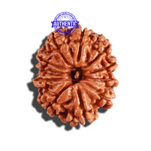 Load image into Gallery viewer, 11 Mukhi Nepalese Rudraksha - Bead No. 216