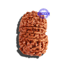 Load image into Gallery viewer, 11 Mukhi Nepalese Rudraksha - Bead No. 216
