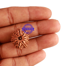Load image into Gallery viewer, 11 Mukhi Nepalese Rudraksha - Bead No. 217