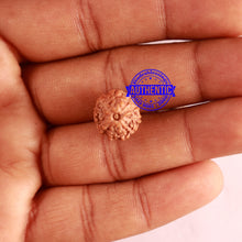 Load image into Gallery viewer, 11 Mukhi Indonesian Rudraksha - Bead No. 217