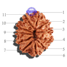 Load image into Gallery viewer, 11 Mukhi Nepalese Rudraksha - Bead No. 217