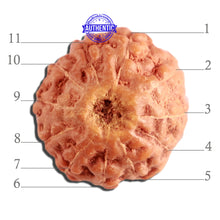 Load image into Gallery viewer, 11 Mukhi Indonesian Rudraksha - Bead No. 217