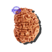 Load image into Gallery viewer, 11 Mukhi Nepalese Rudraksha - Bead No. 217