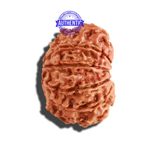 Load image into Gallery viewer, 11 Mukhi Nepalese Rudraksha - Bead No. 217