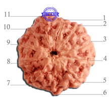 Load image into Gallery viewer, 11 Mukhi Indonesian Rudraksha - Bead No. 218