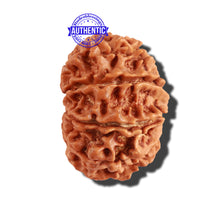 Load image into Gallery viewer, 11 Mukhi Nepalese Rudraksha - Bead No. 218