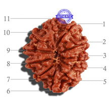 Load image into Gallery viewer, 11 Mukhi Nepalese Rudraksha - Bead No. 219