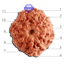 Load image into Gallery viewer, 11 Mukhi Indonesian Rudraksha - Bead No. 219