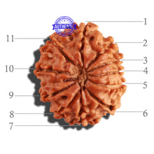 Load image into Gallery viewer, 11 Mukhi Nepalese Rudraksha - Bead No. 220