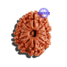 Load image into Gallery viewer, 11 Mukhi Nepalese Rudraksha - Bead No. 221
