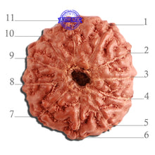 Load image into Gallery viewer, 11 Mukhi Indonesian Rudraksha - Bead No. 221