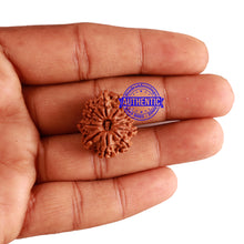 Load image into Gallery viewer, 11 Mukhi Nepalese Rudraksha - Bead No. 222