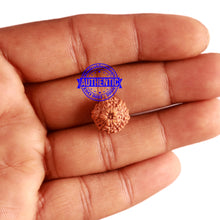 Load image into Gallery viewer, 11 Mukhi Indonesian Rudraksha - Bead No. 222