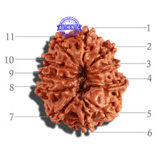 Load image into Gallery viewer, 11 Mukhi Nepalese Rudraksha - Bead No. 222