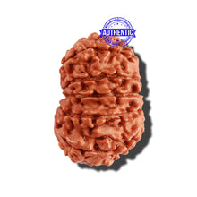Load image into Gallery viewer, 11 Mukhi Nepalese Rudraksha - Bead No. 222