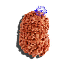Load image into Gallery viewer, 11 Mukhi Nepalese Rudraksha - Bead No. 222