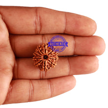 Load image into Gallery viewer, 11 Mukhi Nepalese Rudraksha - Bead No. 223