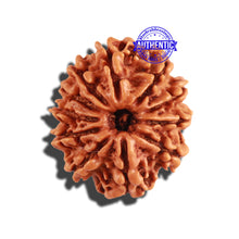 Load image into Gallery viewer, 11 Mukhi Nepalese Rudraksha - Bead No. 223