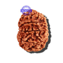 Load image into Gallery viewer, 11 Mukhi Nepalese Rudraksha - Bead No. 223