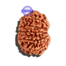 Load image into Gallery viewer, 11 Mukhi Nepalese Rudraksha - Bead No. 223