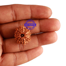 Load image into Gallery viewer, 11 Mukhi Nepalese Rudraksha - Bead No. 224