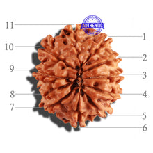 Load image into Gallery viewer, 11 Mukhi Nepalese Rudraksha - Bead No. 224