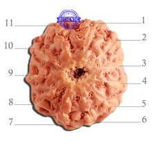 Load image into Gallery viewer, 11 Mukhi Indonesian Rudraksha - Bead No. 224