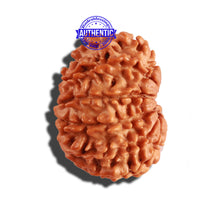 Load image into Gallery viewer, 11 Mukhi Nepalese Rudraksha - Bead No. 224