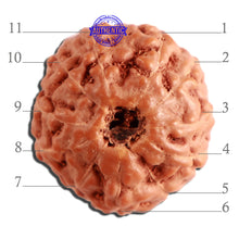 Load image into Gallery viewer, 11 Mukhi Indonesian Rudraksha - Bead No. 225