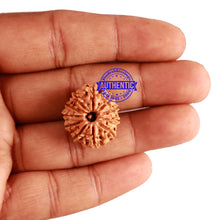 Load image into Gallery viewer, 11 Mukhi Nepalese Rudraksha - Bead No. 226