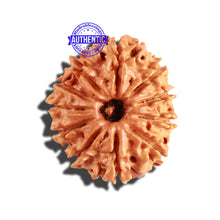 Load image into Gallery viewer, 11 Mukhi Nepalese Rudraksha - Bead No. 226