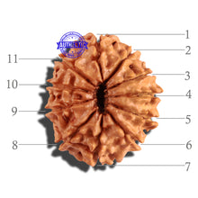 Load image into Gallery viewer, 11 Mukhi Nepalese Rudraksha - Bead No. 226