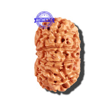 Load image into Gallery viewer, 11 Mukhi Nepalese Rudraksha - Bead No. 226