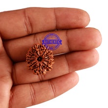 Load image into Gallery viewer, 11 Mukhi Nepalese Rudraksha - Bead No. 228