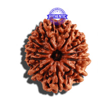 Load image into Gallery viewer, 11 Mukhi Nepalese Rudraksha - Bead No. 228