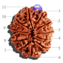 Load image into Gallery viewer, 11 Mukhi Nepalese Rudraksha - Bead No. 229