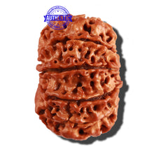 Load image into Gallery viewer, 11 Mukhi Nepalese Rudraksha - Bead No. 229