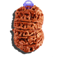 Load image into Gallery viewer, 11 Mukhi Nepalese Rudraksha - Bead No. 229