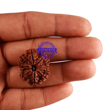 Load image into Gallery viewer, 11 Mukhi Nepalese Rudraksha - Bead No. 230