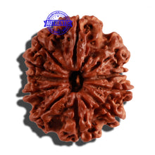 Load image into Gallery viewer, 11 Mukhi Nepalese Rudraksha - Bead No. 230
