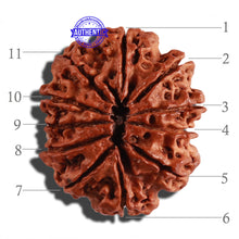 Load image into Gallery viewer, 11 Mukhi Nepalese Rudraksha - Bead No. 230