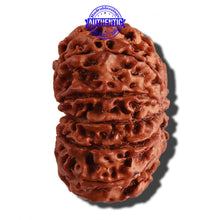 Load image into Gallery viewer, 11 Mukhi Nepalese Rudraksha - Bead No. 230