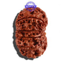 Load image into Gallery viewer, 11 Mukhi Nepalese Rudraksha - Bead No. 230