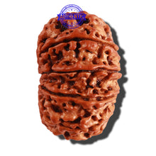 Load image into Gallery viewer, 11 Mukhi Nepalese Rudraksha - Bead No. 231