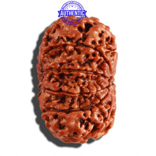 Load image into Gallery viewer, 11 Mukhi Nepalese Rudraksha - Bead No. 231