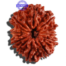 Load image into Gallery viewer, 11 Mukhi Nepalese Rudraksha - Bead No. 232