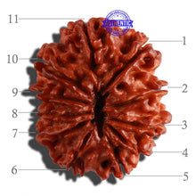 Load image into Gallery viewer, 11 Mukhi Nepalese Rudraksha - Bead No. 232